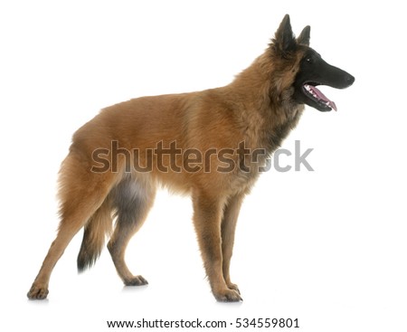 belgian shepherd rescue south africa belgian shepherd dog stock images royalty free images u0026 vectors belgian shepherd rescue south africa belgian shepherd dog stock images royalty free images u0026 vectors