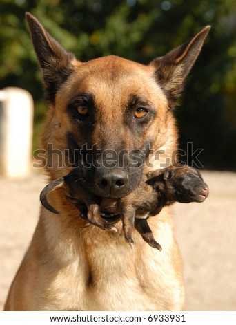 belgian shepherd rescue south africa belgian sheepdog stock images royalty free images u0026 vectors belgian shepherd rescue south africa belgian sheepdog stock images royalty free images u0026 vectors