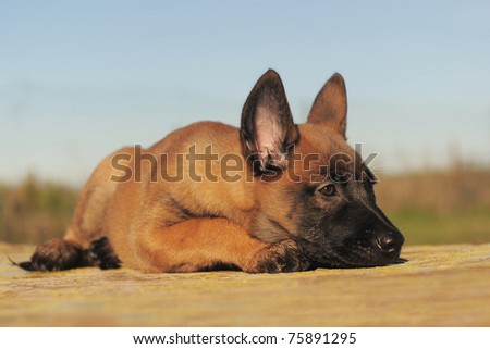 belgian shepherd groenendael puppies belgian shepherd puppy stock images royalty free images u0026 vectors belgian shepherd groenendael puppies belgian shepherd puppy stock images royalty free images u0026 vectors