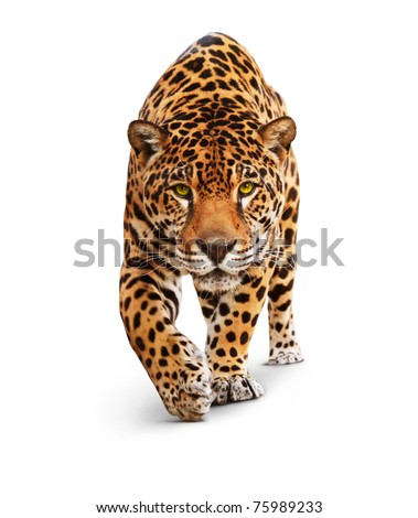 Jaguar, Panther, front view, isolated on white, shadow. The same over black - image id: 89436664