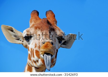 Giraffe Tongue Stock Photos, Images, & Pictures | Shutterstock