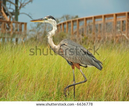 Marsh Boardwalk Stock Photos, Images, & Pictures | Shutterstock