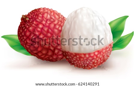 Vector illustration Lychee fruits on white background