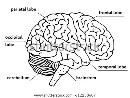 Human Brain Outline Illustration Isolated On Stock Illustration ...