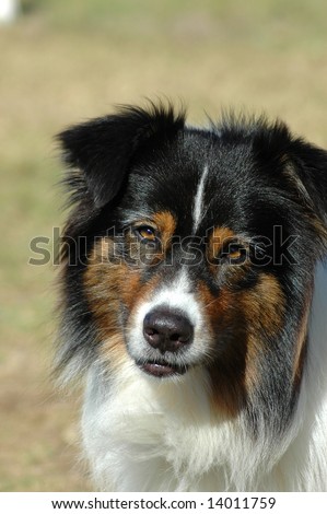 australian shepherd with other dogs beautiful keeshound wolf spitz posing dog stock photo 15581701 australian shepherd with other dogs beautiful keeshound wolf spitz posing dog stock photo 15581701