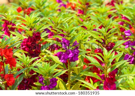 What is impatiens balsamina?