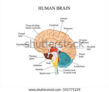 Illustration Human Eye Anatomy Stock Vector 141161560 - Shutterstock