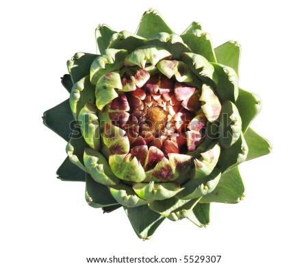 Top view of artichoke heart isolated