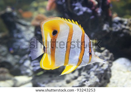 Info on striped butterfly fish Opinion Info on striped butterfly fish
