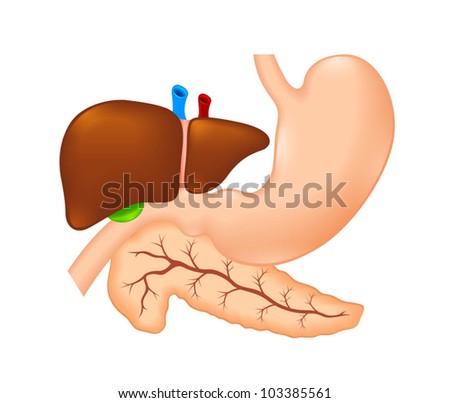 Two Human Kidney Stock Vector 103230014 - Shutterstock