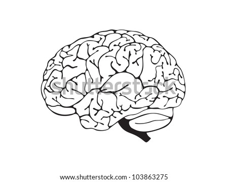 Vector Outline Illustration Human Brain On Stock Vector 157155017 ...