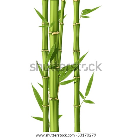Green Bamboo stems isolated on the white background