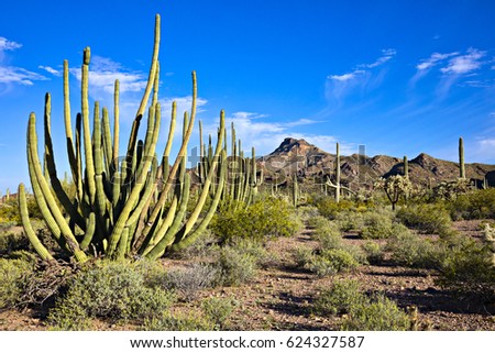 Organ Pipe Cactus Blooming Sonoran Desert Stock Photo ...