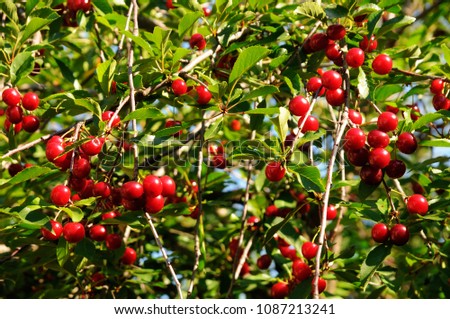 Cherry tree with ripe sour cherries background