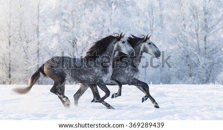 Abramova Kseniya's 