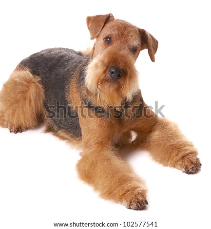 Airedale Terrier Stock Photos, Images, & Pictures | Shutterstock