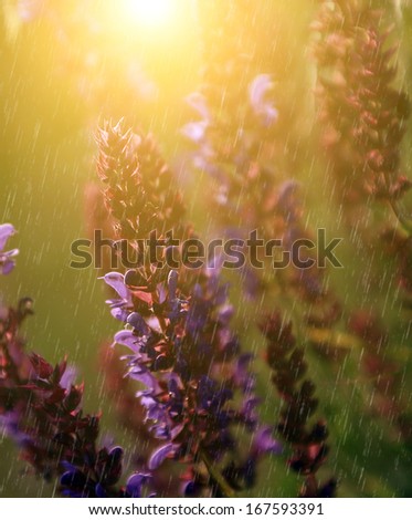 summertime and spring rain Summer is the second season new players play through it is followed by fall and preceded by spring in summer, grass remains green, although noticeably yellower than the spring grass was. summertime and spring rain Summer is the second season new players play through it is followed by fall and preceded by spring in summer, grass remains green, although noticeably yellower than the spring grass was.