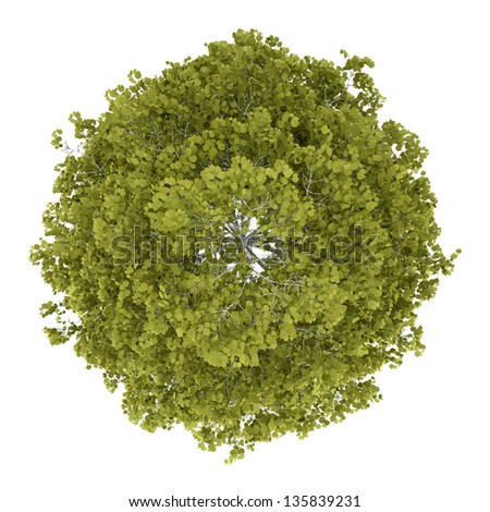 Top View Green Round Tree Isolated Stock Illustration 93566353 ...