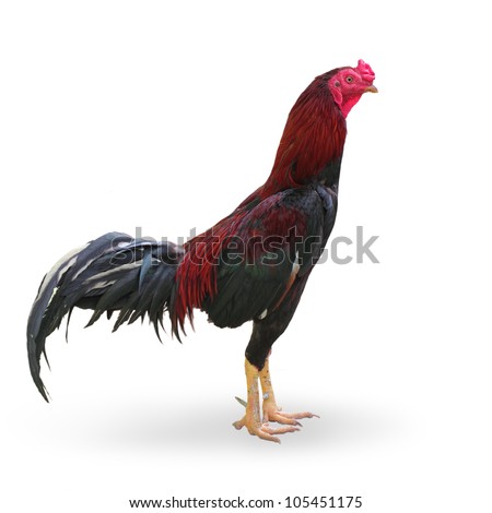 Cockfight isolated on a white background - stock photo