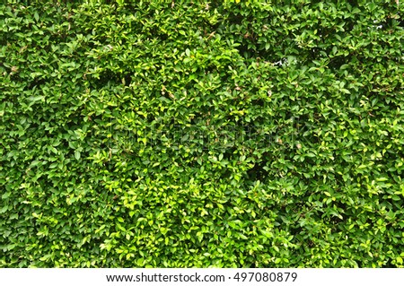 Green Bush Seamless Tileable Texture Stock Photo 137526452 - Shutterstock