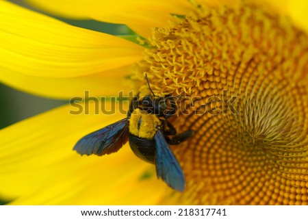 Bộ sưu tập Côn trùng - Page 42 Stock-photo-bright-yellow-sunflowers-and-great-carpenter-bee-xylocopa-koptortosoma-aruana-218317741