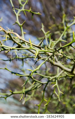 Thorn-bush Stock Photos, Royalty-Free Images & Vectors - Shutterstock