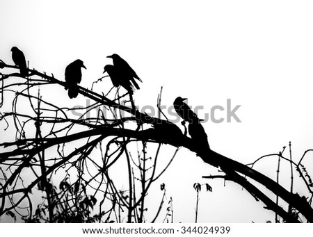 Three black crows sat on a tree