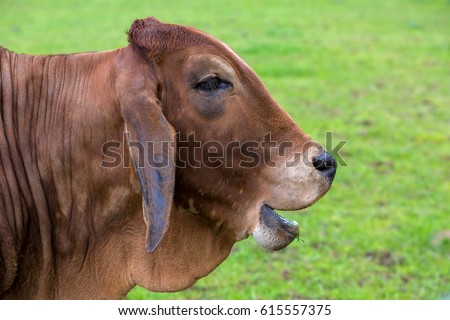 Brahman Cattle with smiling or laughing facial expression side profile portrait closeup