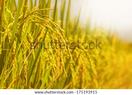 rice field