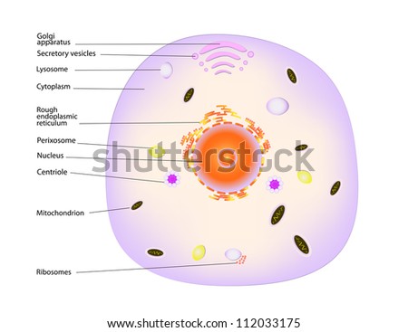 Animal Cell Stock Photos, Images, & Pictures | Shutterstock