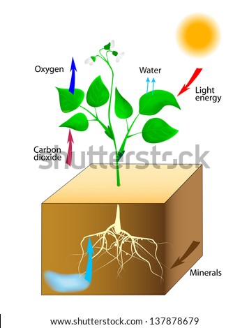 Photosynthesis Stock Images, Royalty-Free Images & Vectors | Shutterstock