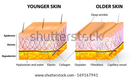 Skin Layers Consist Two Layers Superficial Stock Illustration 164345087 ...