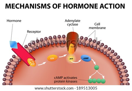 Peptide and steroid hormone action