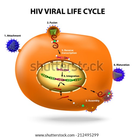 cycle life figure stick viral by Active cell life t infection of cycle. HIV. Vector HIV