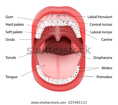 Open Human Mouth