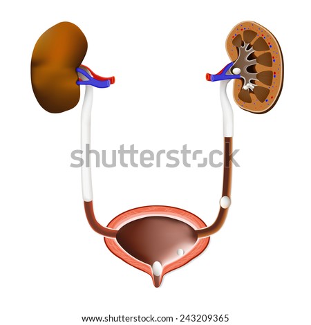 Bladder Stock Photos, Images, & Pictures | Shutterstock