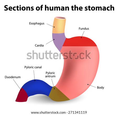 Antrum Stock Images, Royalty-Free Images & Vectors | Shutterstock