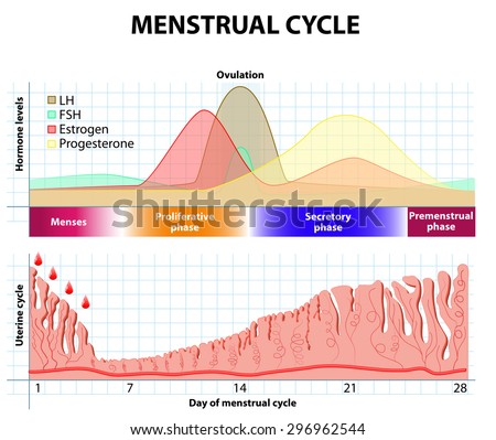 Menstrual Cycle Menstruation Follicle Phase Ovulation Stock ...