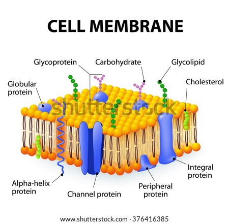 Membrane Stock Photos, Images, & Pictures | Shutterstock