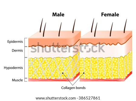 human skin layers stock images royalty free images vectors human skin layers stock images royalty free images vectors human skin layers stock images royalty free images vectors human skin layers stock images royalty free images vectors