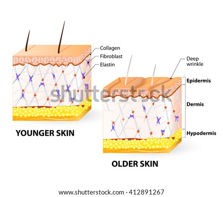 Visual Representation Skin Changes Over Lifetime Stock Illustration ...