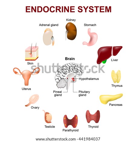 Human Anatomy Endocrine System Pituitary Gland Stock Illustration ...