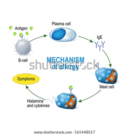 Mechanism Allergy Mast Cells Allergic Reaction Stock Illustration ...