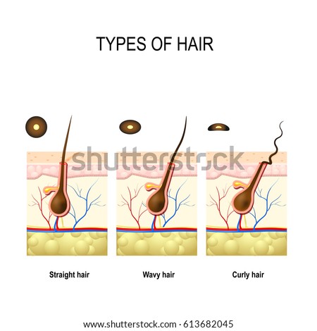 Asian hair types Rachel and the crew orgy