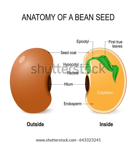 Anatomy Bean Seed Diagram Inside Outside Stock Illustration 643323241
