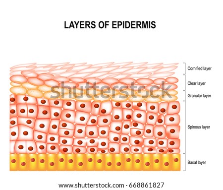 Layers Epidermis Cornified Clear Granular Spinous Stock Vector ...