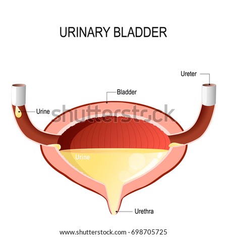 Urethritis Stock Images, Royalty-Free Images & Vectors | Shutterstock