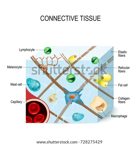 connective tissue melanocyte cells melanin illustration lymphocyte producing pigment section showing vector collagen tissues fat responsible cell shutterstock skin color