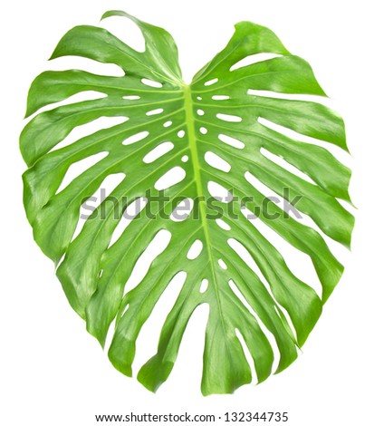 Single Monstera Leaf Isolated On White Stock Photo 108812903 - Shutterstock