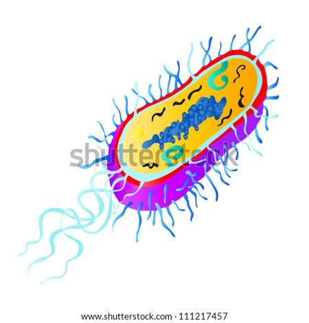 Anatomy Bacterial Cell Stock Vector 111217457 - Shutterstock